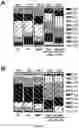 Fig. 04 - METHODS AND COMPOSITIONS FOR THE PRODUCTION OF LIPIDS