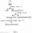 Fig. 04 - Production of Heterologous Polypeptides in Microalgae, Microalgal Extracellular Bodies, Compositions, and Methods of Making and Uses Thereof