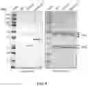 Fig. 09 - Production of Heterologous Polypeptides in Microalgae, Microalgal Extracellular Bodies, Compositions, and Methods of Making and Uses Thereof