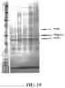 Fig. 11 - Production of Heterologous Polypeptides in Microalgae, Microalgal Extracellular Bodies, Compositions, and Methods of Making and Uses Thereof