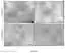 Fig. 12 - Production of Heterologous Polypeptides in Microalgae, Microalgal Extracellular Bodies, Compositions, and Methods of Making and Uses Thereof