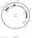 Fig. 20 - Production of Heterologous Polypeptides in Microalgae, Microalgal Extracellular Bodies, Compositions, and Methods of Making and Uses Thereof