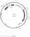 Fig. 24 - Production of Heterologous Polypeptides in Microalgae, Microalgal Extracellular Bodies, Compositions, and Methods of Making and Uses Thereof