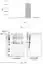 Fig. 32 - Production of Heterologous Polypeptides in Microalgae, Microalgal Extracellular Bodies, Compositions, and Methods of Making and Uses Thereof
