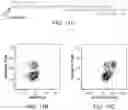 Fig. 13 - On-slide staining by primer extension