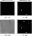 Fig. 14 - On-slide staining by primer extension