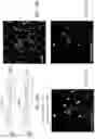 Fig. 15 - On-slide staining by primer extension