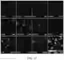 Fig. 19 - On-slide staining by primer extension
