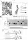 Fig. 07 - COMPREHENSIVE SINGLE MOLECULE ENHANCED DETECTION OF MODIFIED CYTOSINES