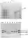 Fig. 15 - COMPREHENSIVE SINGLE MOLECULE ENHANCED DETECTION OF MODIFIED CYTOSINES