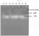 Fig. 16 - COMPREHENSIVE SINGLE MOLECULE ENHANCED DETECTION OF MODIFIED CYTOSINES