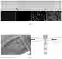 Fig. 02 - Methods for quantitating DNA using digital multiple displacement amplification