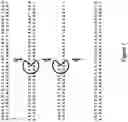 Fig. 08 - Method for nanopore RNA characterisation