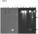 Fig. 10 - Method for nanopore RNA characterisation