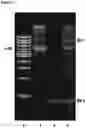 Fig. 18 - Method for nanopore RNA characterisation