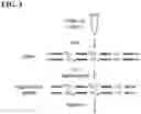 Fig. 02 - Methods of Amplifying DNA to Maintain Methylation Status