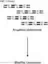 Fig. 04 - Methods of Amplifying DNA to Maintain Methylation Status