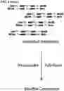 Fig. 08 - Methods of Amplifying DNA to Maintain Methylation Status