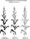 Fig. 01 - COMPOSITIONS AND METHODS FOR IDENTIFYING AND SELECTING MAIZE PLANTS WITH RESISTANCE TO NORTHERN LEAF BLIGHT