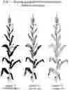 Fig. 02 - COMPOSITIONS AND METHODS FOR IDENTIFYING AND SELECTING MAIZE PLANTS WITH RESISTANCE TO NORTHERN LEAF BLIGHT