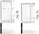Fig. 03 - Compositions and methods for detecting or quantifying Hepatitis B virus