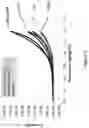 Fig. 04 - SURFACE MODIFIED ELECTRODES FOR ELECTROCHEMICAL SYNGAS RODUCTION