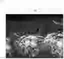 Fig. 04 - SOFT ARTIFICIAL LEATHER FOR INTERIOR MATERIALS OF AUTOMOBILES AND METHOD FOR MANUFACTURING THE SAME