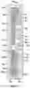 Fig. 19 - Running tool and control line systems and methods
