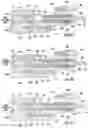Fig. 37 - Compressed gas gun