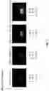 Fig. 17 - Apparatus and method for fluorescence grading of gemstones