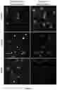 Fig. 26 - Multi-color imaging using salvaged fluorescence