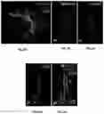 Fig. 30 - Multi-color imaging using salvaged fluorescence