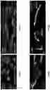 Fig. 31 - Multi-color imaging using salvaged fluorescence