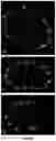 Fig. 35 - Multi-color imaging using salvaged fluorescence