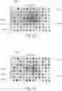 Fig. 13 - GAS SORPTION SCREENING