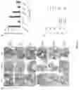 Fig. 07 - ECM COMPOSITION, TUMOR MICROENVIRONMENT PLATFORM AND METHODS THEREOF