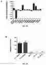 Fig. 06 - Dock derived compound against laminin receptor (37 LR) and uses thereof