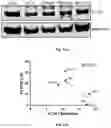 Fig. 12 - Dock derived compound against laminin receptor (37 LR) and uses thereof