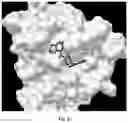 Fig. 13 - Dock derived compound against laminin receptor (37 LR) and uses thereof