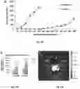 Fig. 15 - Dock derived compound against laminin receptor (37 LR) and uses thereof