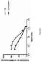 Fig. 29 - Dock derived compound against laminin receptor (37 LR) and uses thereof