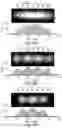Fig. 07 - Quantitative DNA-based imaging and super-resolution imaging