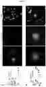 Fig. 07 - TARGET DETECTION USING A MONOVALENT ANTIBODY
