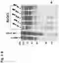 Fig. 10 - MMP-8 activation product, its determination and use