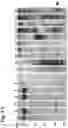 Fig. 11 - MMP-8 activation product, its determination and use