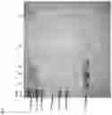 Fig. 15 - MMP-8 activation product, its determination and use