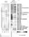 Fig. 14 - METHODS FOR DETERMINING INTERACTION BETWEEN BIOLOGICAL CELLS