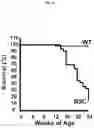Fig. 02 - Use of IGFBP-7 in the assessment of heart failure