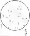 Fig. 25 - Flexible optical fiber ribbons and methods of formation thereof