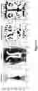 Fig. 13 - Method for determining pose and for identifying a three-dimensional view of a face